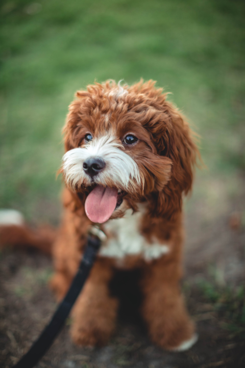 Cavapoo Puppy For Sale - Fairfield Furbabies